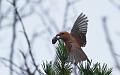 Furukorsnebb - Parrot crossbill (Loxia pytyopsittacus) 1K male